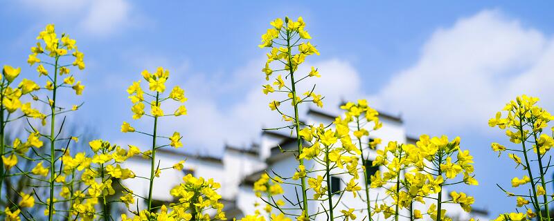 大同市春季赏花去哪里