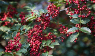 花椒和藤椒的区别 2点区别