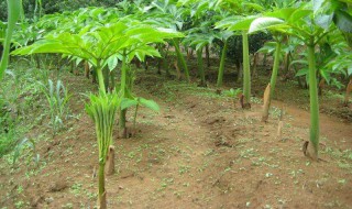 大魔芋的种植技术 播种施肥都有要求