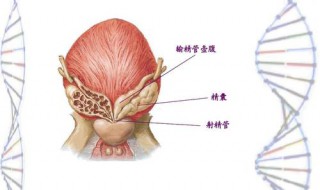 精囊腺炎症状 哪些主要症状