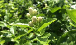 茉莉花扦插成活诀窍 做好这些步骤就可以