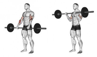 肱肌锻炼方法有哪些 八个锻炼肱肌必学动作