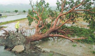 梦见拆房又梦见树倒当路建房 周公解梦的不同说法