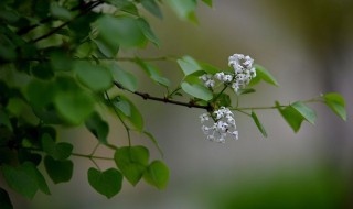 芭蕉不展丁香结的意思是什么 原来奥秘在这里