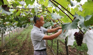 葡萄秋季施什么肥好 农名伯伯来告诉你