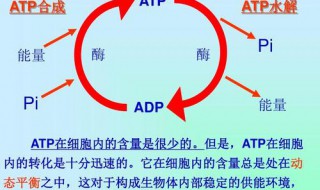 维持体温需要atp水解供能吗 水解过程