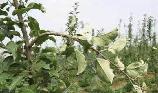 一年生苹果树怎样拉枝 苹果小树如何拉枝