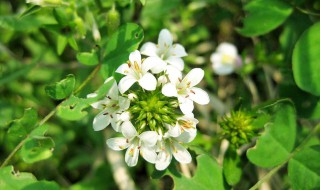 白花丁香怎么养 白丁香的种植与养殖方法介绍