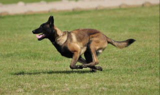 怎么锻炼马犬弹跳 训练马犬弹跳的方法