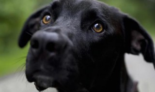 普罗特猎犬的优缺点 你值得拥有！