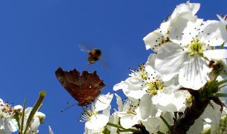 梨花飞情人泪原唱 梨花飞情人泪歌词