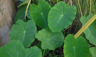 芋头需割子叶芽吗 芋头多余的叶芽需要去掉吗