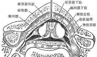 蛛网膜是哪个部位 什么样子的