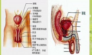 生殖系统分为几种类型 怎么样的