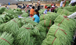 怎样让豇豆亩产两万斤 豇豆高产种植技术