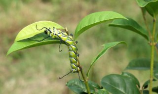 菜生虫怎么办 你都了解吗