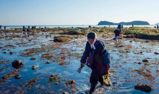 葫芦岛赶海哪里好 赶海能赶到什么东西