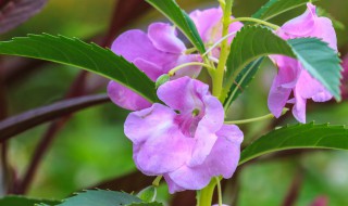 凤仙花可以染发吗 指甲花能染头发么