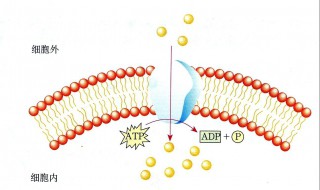 atp的功效是什么 有什么作用