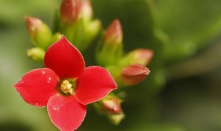 长寿花10月施什么肥 怎么呵护它