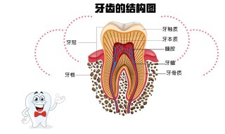 牙本质暴露怎么修复 什么叫牙本质暴露