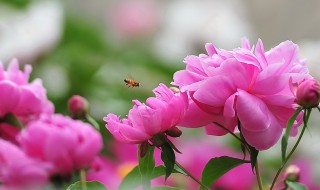 芍药花什么时候移栽 芍药花的最佳移栽时间是什么