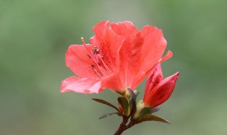 怎样救活杜鹃花 需要注意这些内容