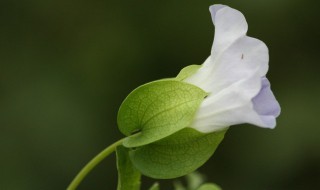 花卉养殖知识大全 家庭种植花卉浇水技巧