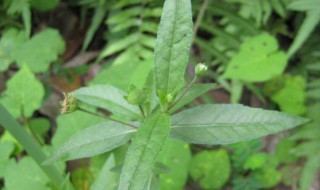 猪牙草的功效与作用 它的食用禁忌要清楚