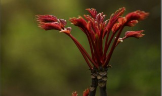 椿头菜的营养价值及功效? 下面详细介绍一下