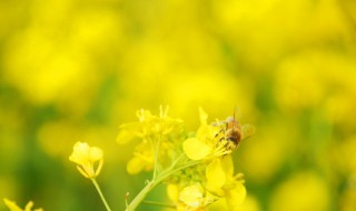 油菜几度停止生长 油菜能耐多少度低温