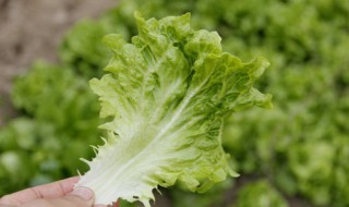 生菜秋季种植方法 你学会了吗