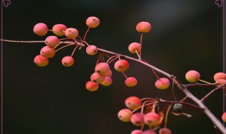 海棠果的危害 有哪些需要注意的