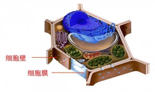 细胞壁的作用 细胞壁的两大作用