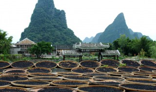 冬天豆豉发酵多少天 豆豉的发酵时间要多久