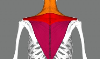 上斜方肌紧张的危害 形象还是很重要的