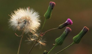 线萼金花树介绍 线萼金花树简介