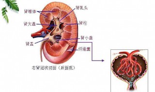 男士肌酐115正常吗 正常的范围有哪些