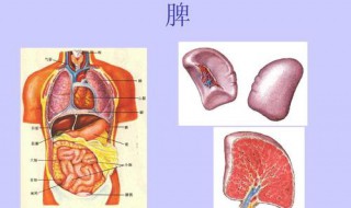 健脾锻炼方法 健脾有哪些好方法