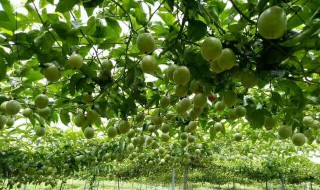 百香果的种植与管理 来学习学习吧