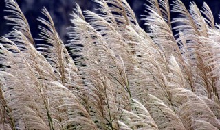 汉口江滩芦苇花开时间 花絮如雪