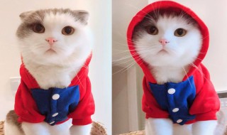 怎么给猫做衣服 下面给大家介绍一下