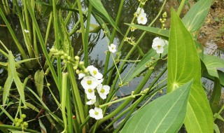 山茨菇的药效是什么 山茨菇的功效