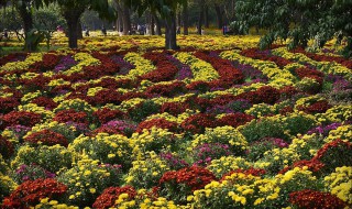 北京昌平菊花展在哪 可以和朋友一起去