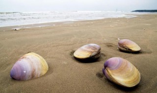 海蚌介绍 漳港海蚌简介