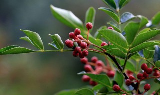 花椒树能冬天栽吗 花椒树什么时候采收为好