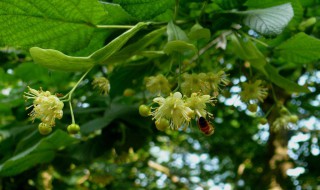 菩提树是花梨树吗 给大家介绍一下