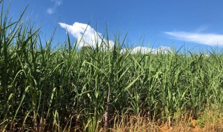 河南甘蔗种植方法 甘蔗详细种植技术