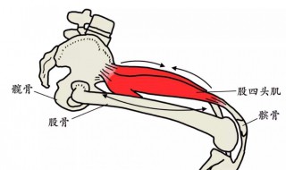 股四头肌锻炼方法 助你拥有完美身材