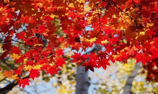 霜叶红于二月花是什么季节的? 霜叶红于二月花的意思